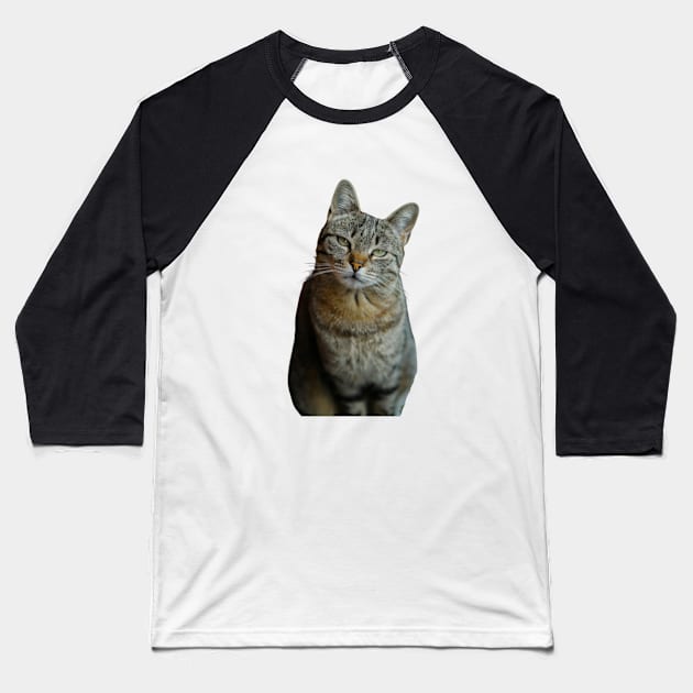 Funny cute cat memes Baseball T-Shirt by QuortaDira